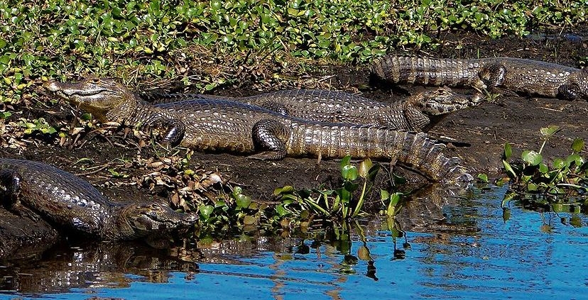 Pantanal de Pacatuba