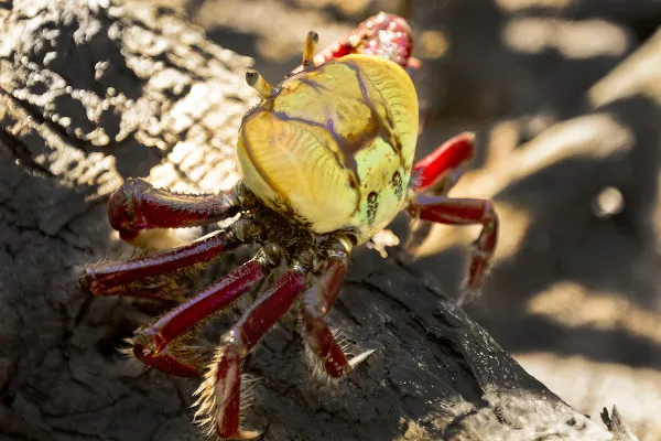 Pantanal de Pacatuba – O santuário ecológico de Sergipe
