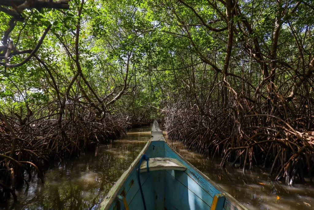 Pantanal de Pacatuba – O santuário ecológico de Sergipe