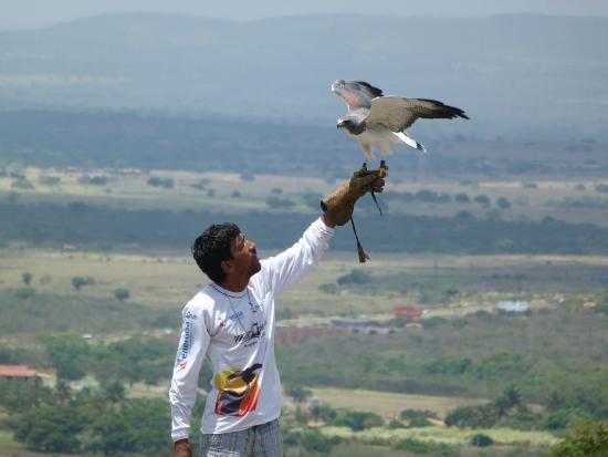 🦅 Parque dos Falcões – Uma experiência única com aves de rapina em Sergipe