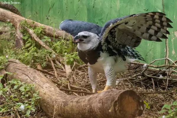 🦅 Parque dos Falcões – Uma experiência única com aves de rapina em Sergipe